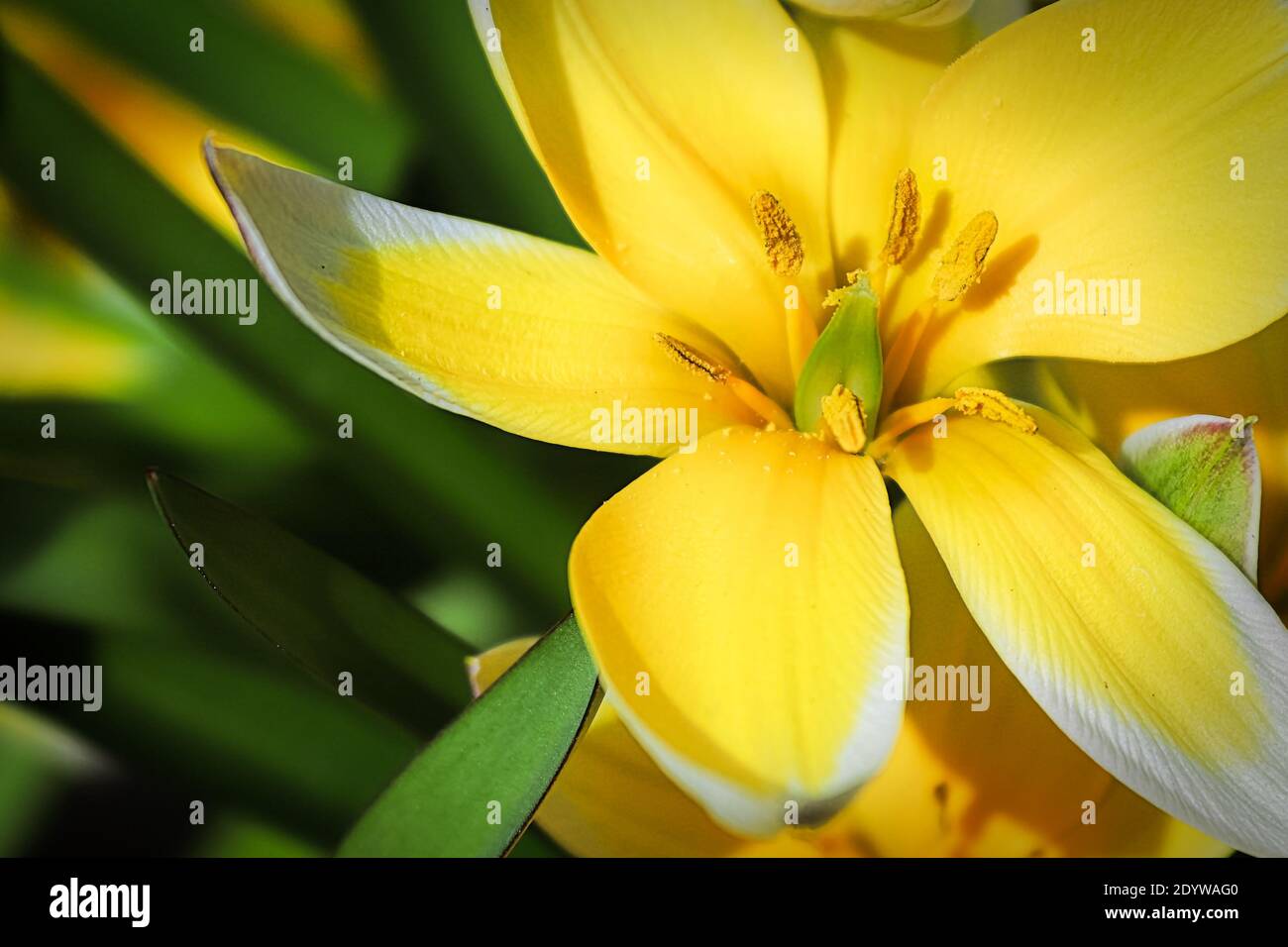 Makro der Dasystemon tarda Tulpenblume. Stockfoto