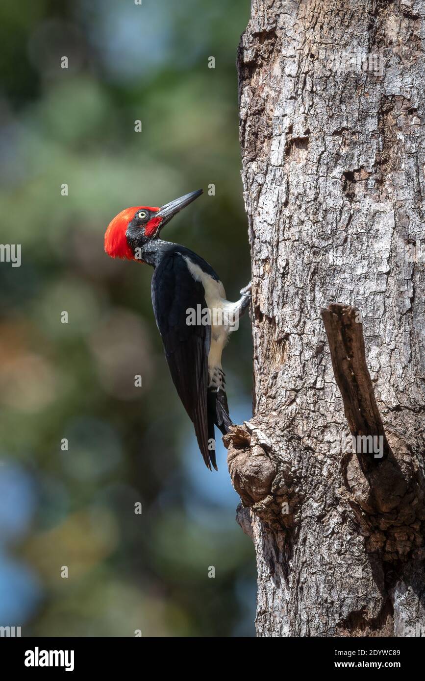 Der Weißbauchspecht oder Schwarzspecht (Dryocopus javensis) kommt in immergrünen Wäldern des tropischen Asiens vor. Stockfoto