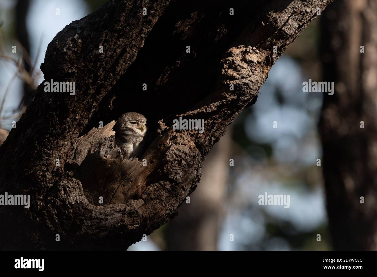 Der Fleckkauz (Athene brama) ist eine kleine Eule, die im tropischen Asien vom indischen Festland bis Südostasien brütet. Stockfoto