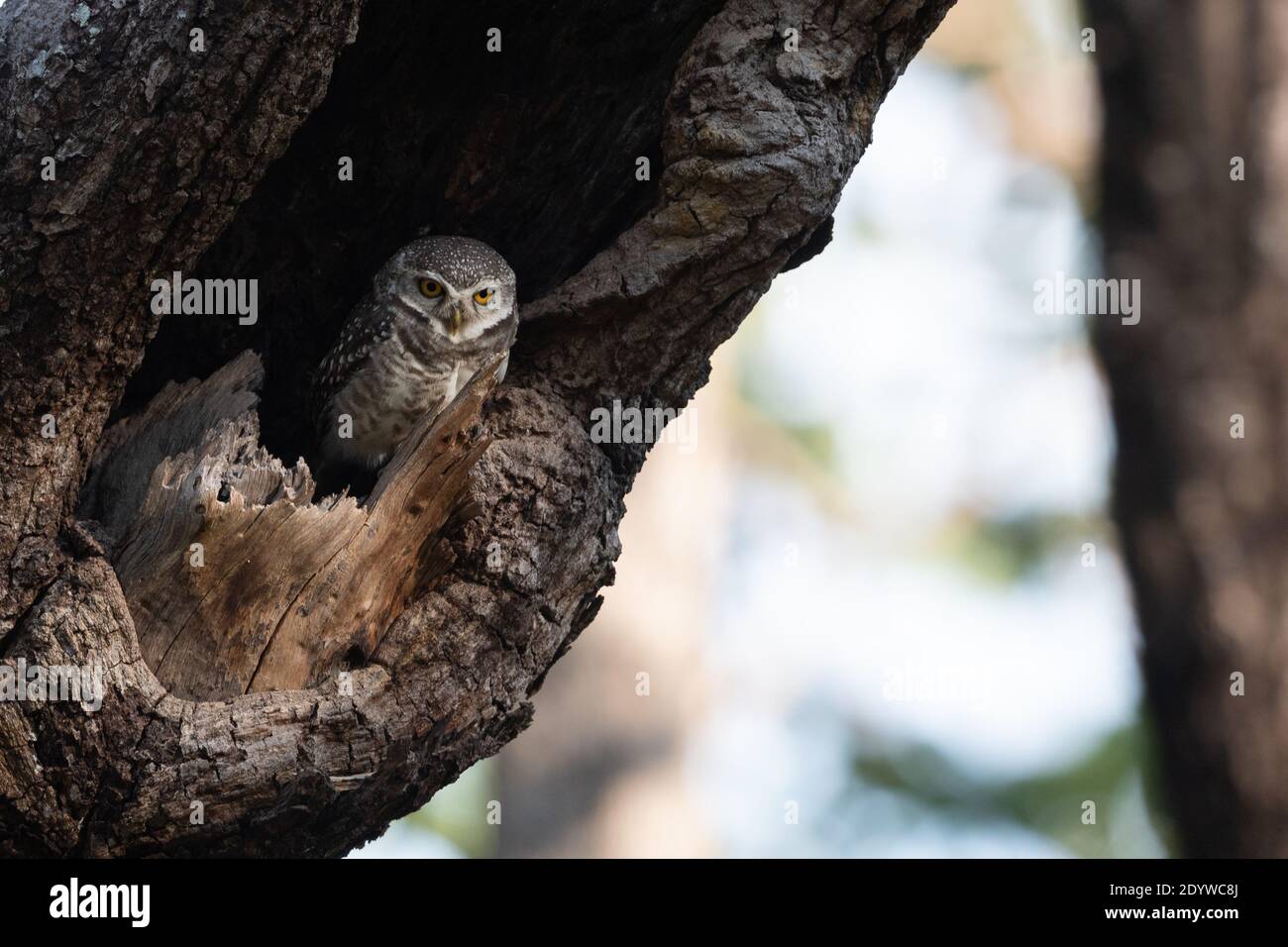 Der Fleckkauz (Athene brama) ist eine kleine Eule, die im tropischen Asien vom indischen Festland bis Südostasien brütet. Stockfoto