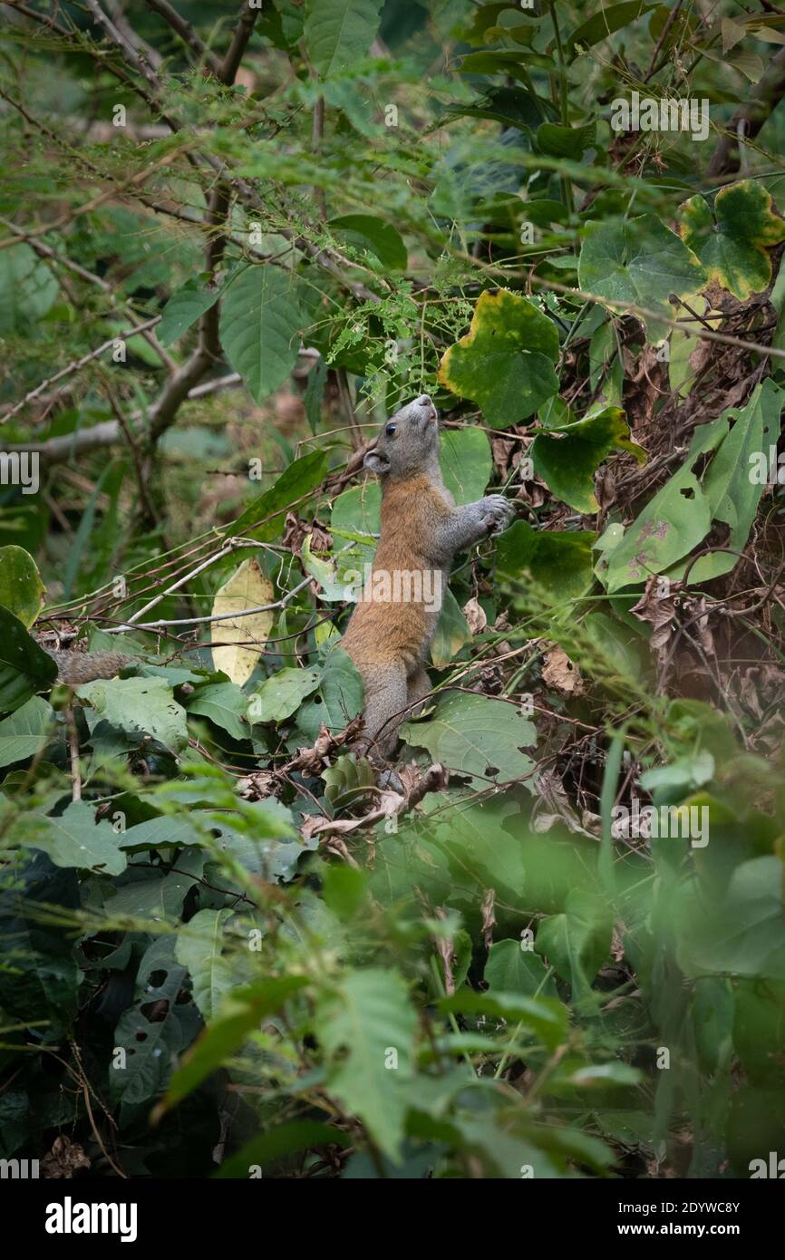 Die grau-bellied Eichhörnchen (Callosciurus caniceps) ist eine Nagetierart aus der Familie Sciuridae. Wie der Name vorgeschlagen, sein Bauch ist in der Regel grau, Stockfoto