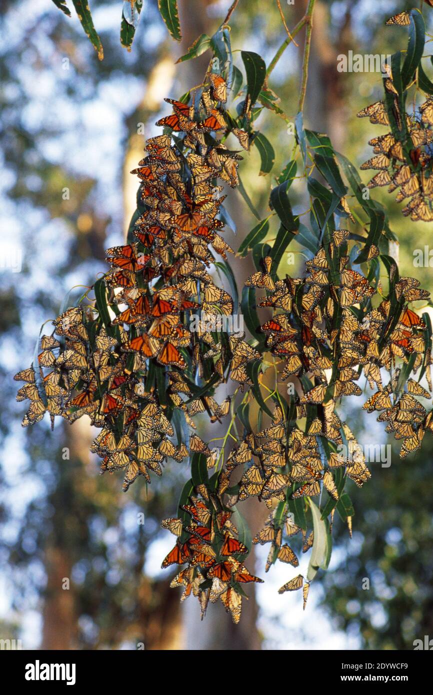 Wandernde Monarch Schmetterlinge auf Eukalyptus Baum in Big Sur, Kalifornien; Los Padres National Forest Stockfoto