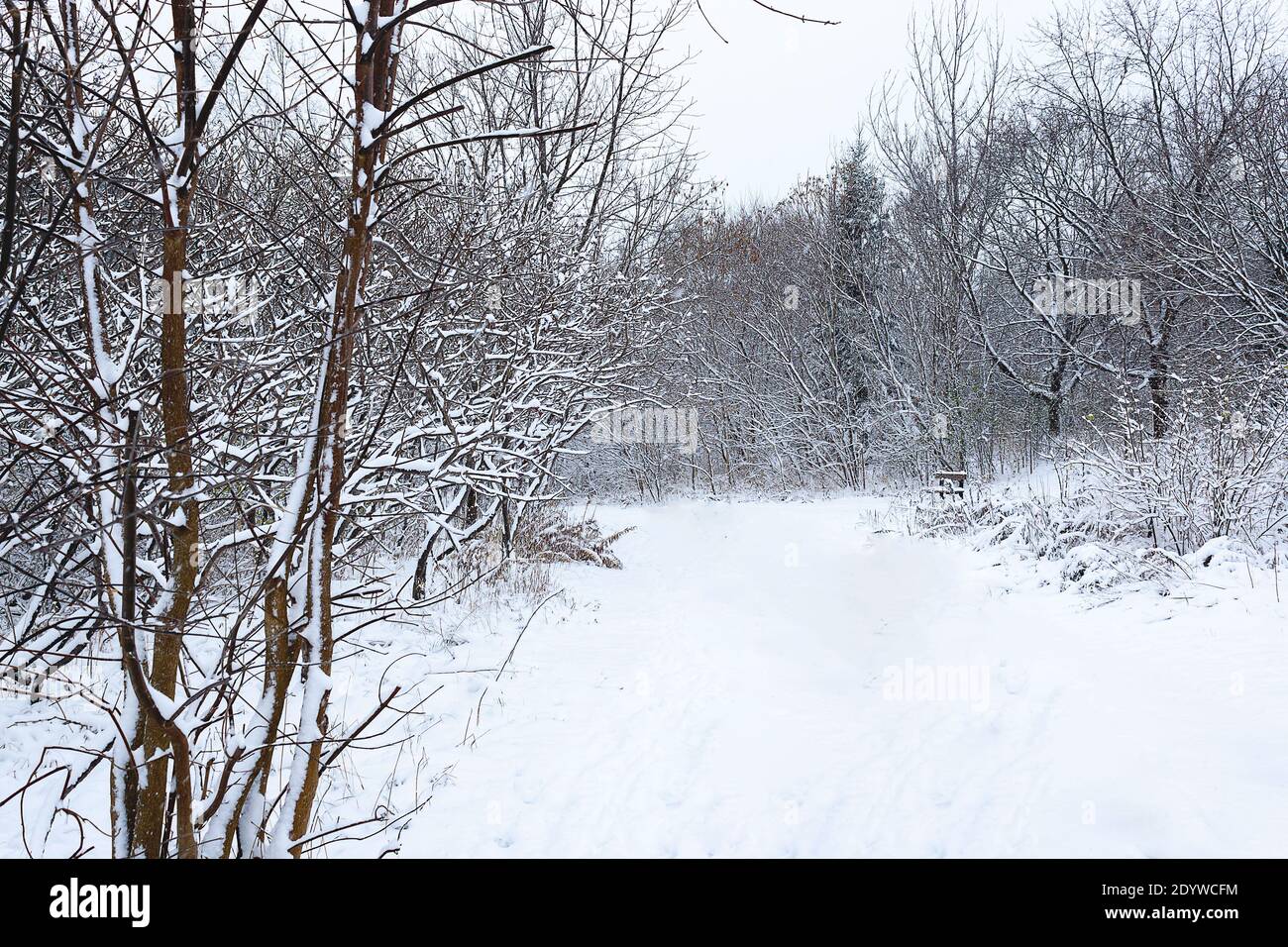 Schneetag, frisch gefallen. Blick auf Pfade und offene Bereiche Stockfoto