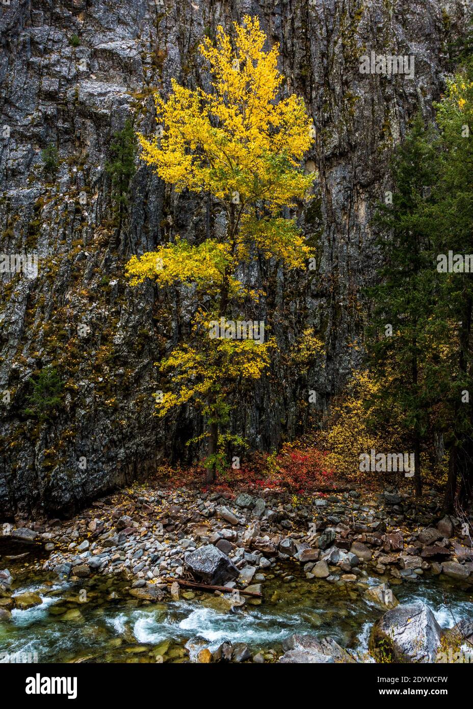 Leuchtend gelbe Blätter eines Baumwollholzes kontrastieren mit dem Grün Von den Tannen und den roten Sträuchern in einem Felsige Ecke in der Nordgabel des Boise River Stockfoto Leuchtend gelbe Blätter eines Baumwollholzes kontrastieren mit dem Grün Von den Tannen und den roten Sträuchern in einem Felsige Ecke in der Nordgabel des Boise River Stockfoto