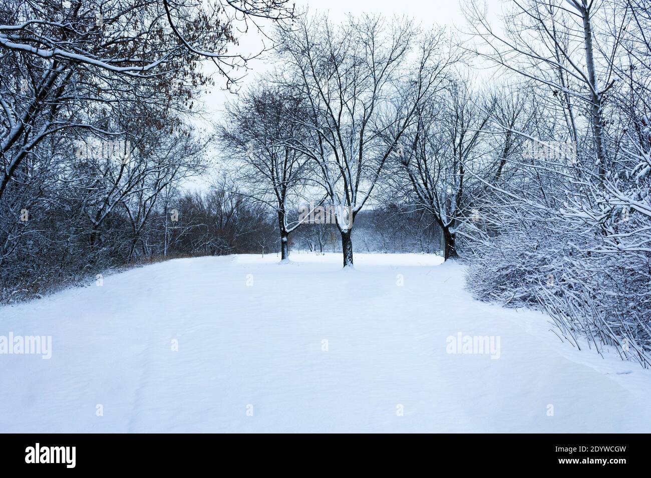 Schneetag, frisch gefallen. Blick auf Pfade und offene Bereiche Stockfoto