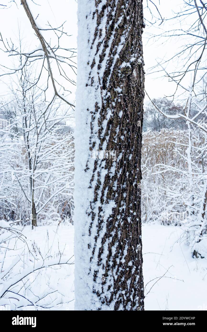 Schnee Tag Bild von einem Baum, der geschneit wurde Auf einer Seite Stockfoto