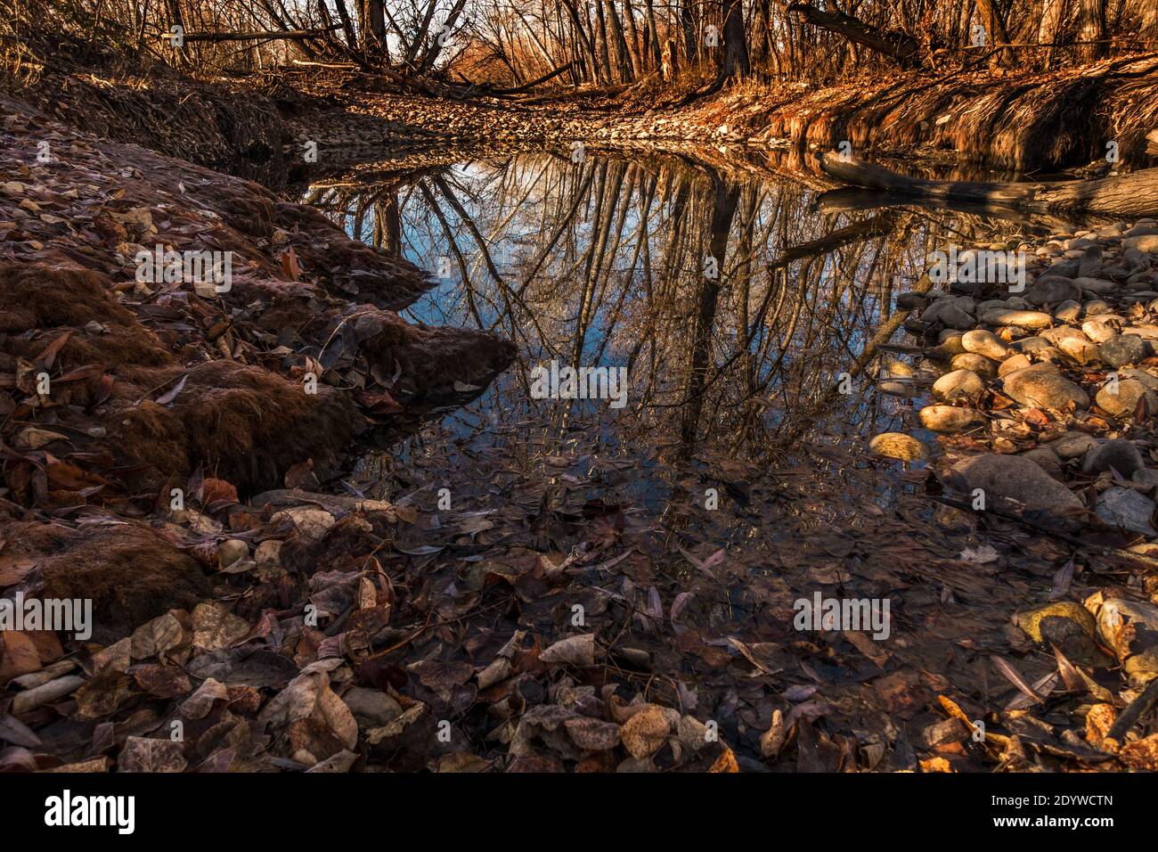 Blattlose Bäume spiegeln sich im Boise River Side Channel entlang des Boise Greenbelt, USA Stockfoto