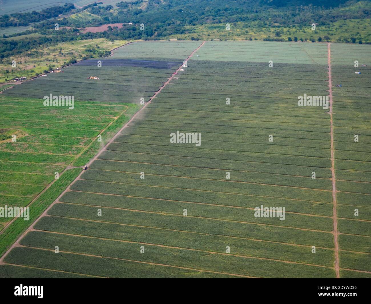 Luftaufnahme einer Ananasplantage in der Nähe von General Santos City in South Cotabato, Mindanao auf den Philippinen Stockfoto