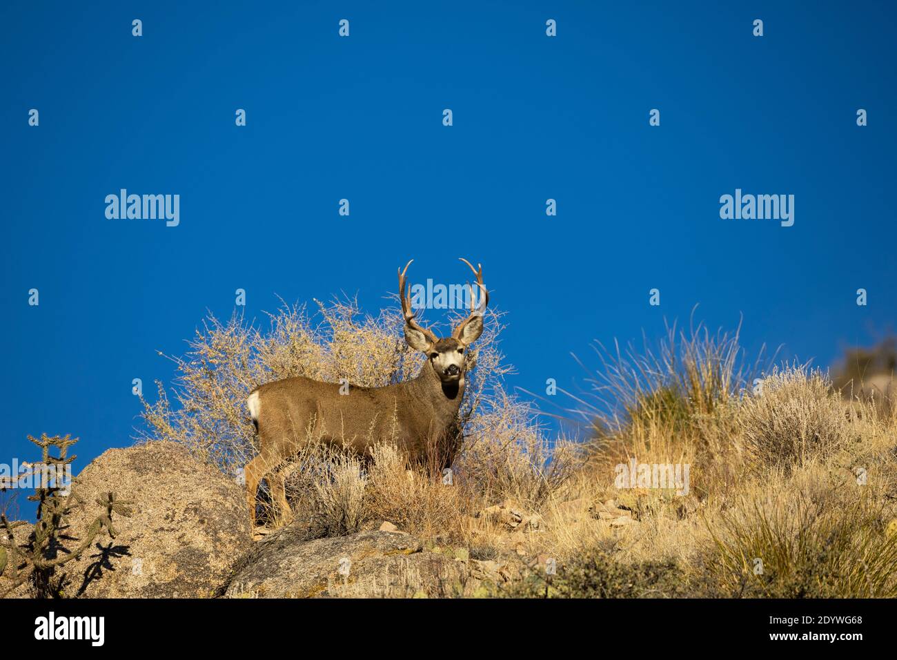 Ein Hirsch am Fuße der Sandia Mountains in Albuquerque, New Mexico (USA) an einem Winternachmittag. Stockfoto