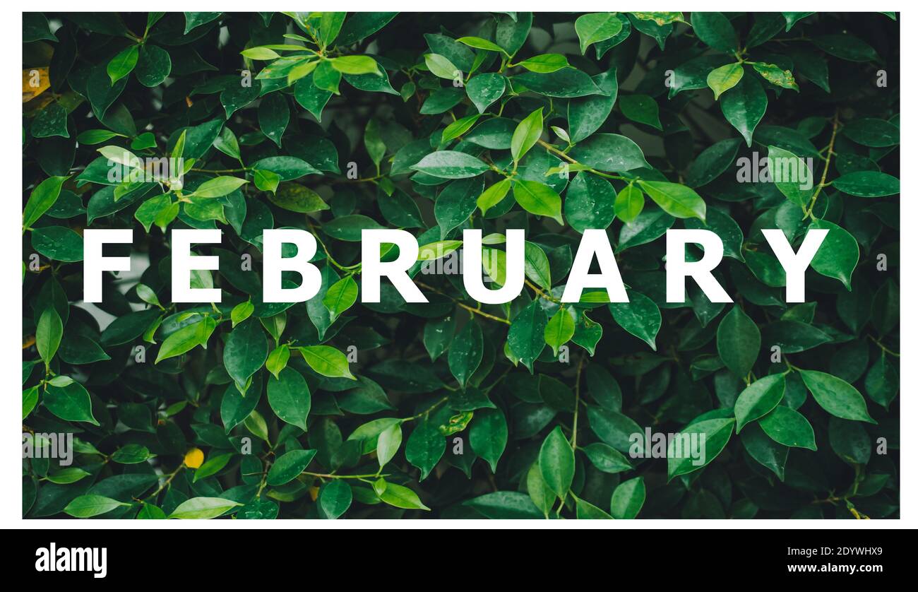 Liste der Kalendermonate auf einem natürlichen grünen Blatt entworfen Hintergrund Stockfoto