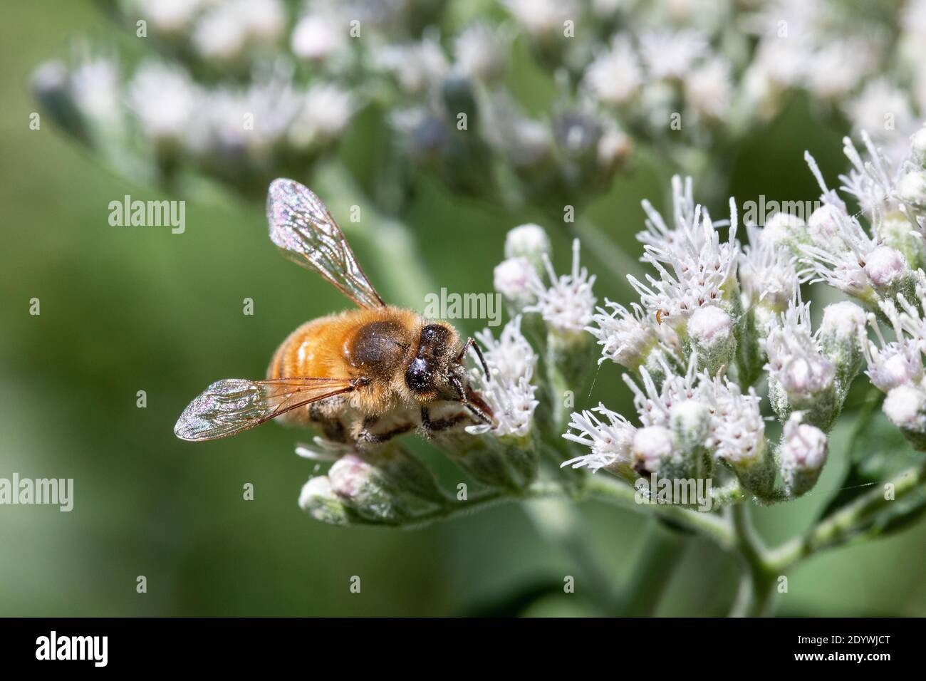 Honigbiene auf einer Blume im Lee County Conservation Area in Montrose, Iowa Stockfoto