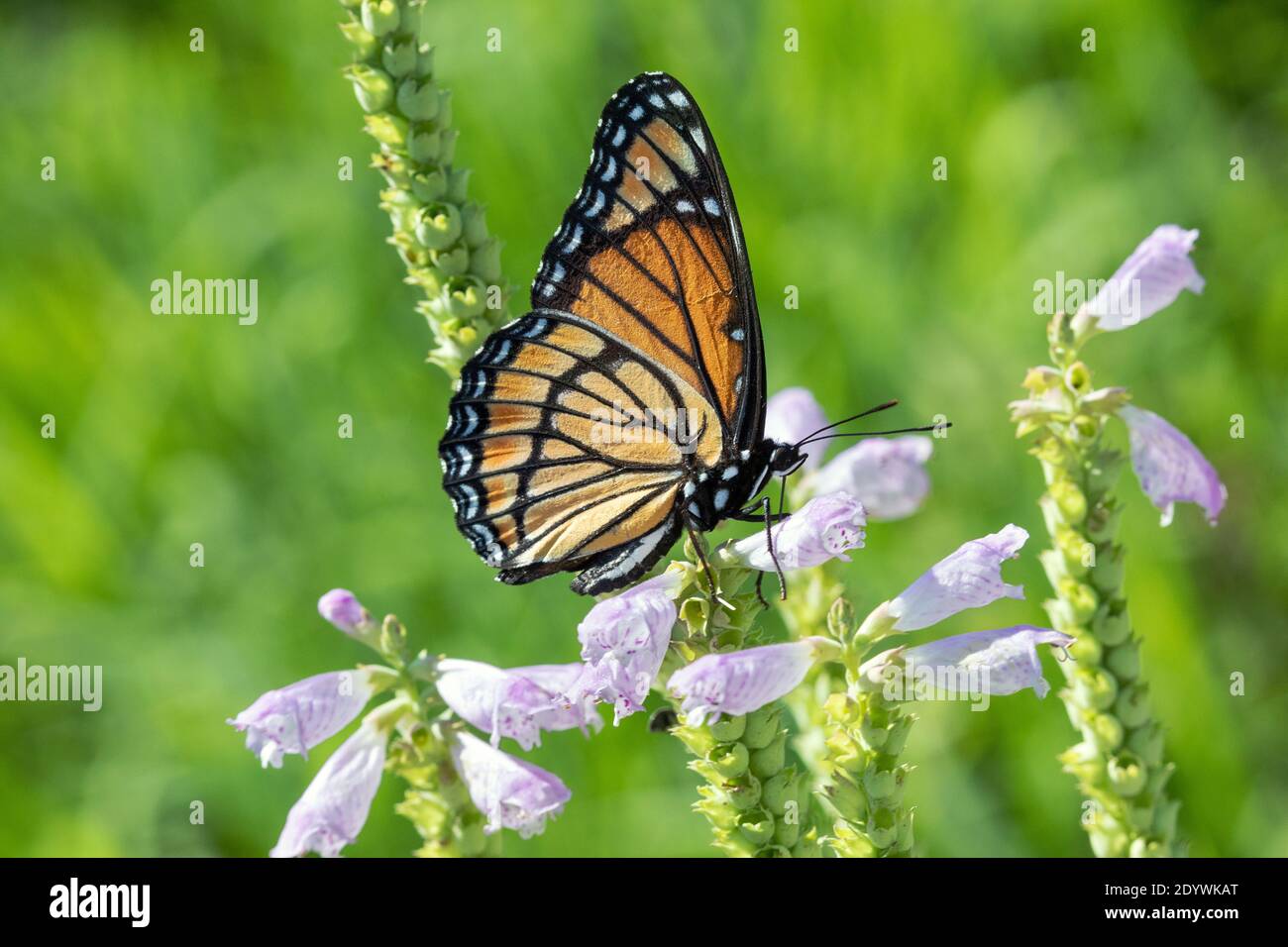Monarch Schmetterling im Lee County Conservation Area in Montrose, Iowa Stockfoto