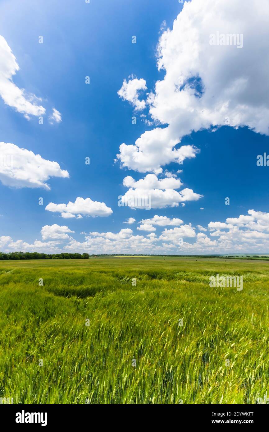 Gerstenfelder bei Shumen, Gerstenfeld, Provinz Shumen, Bulgarien, Südosteuropa, Europa Stockfoto