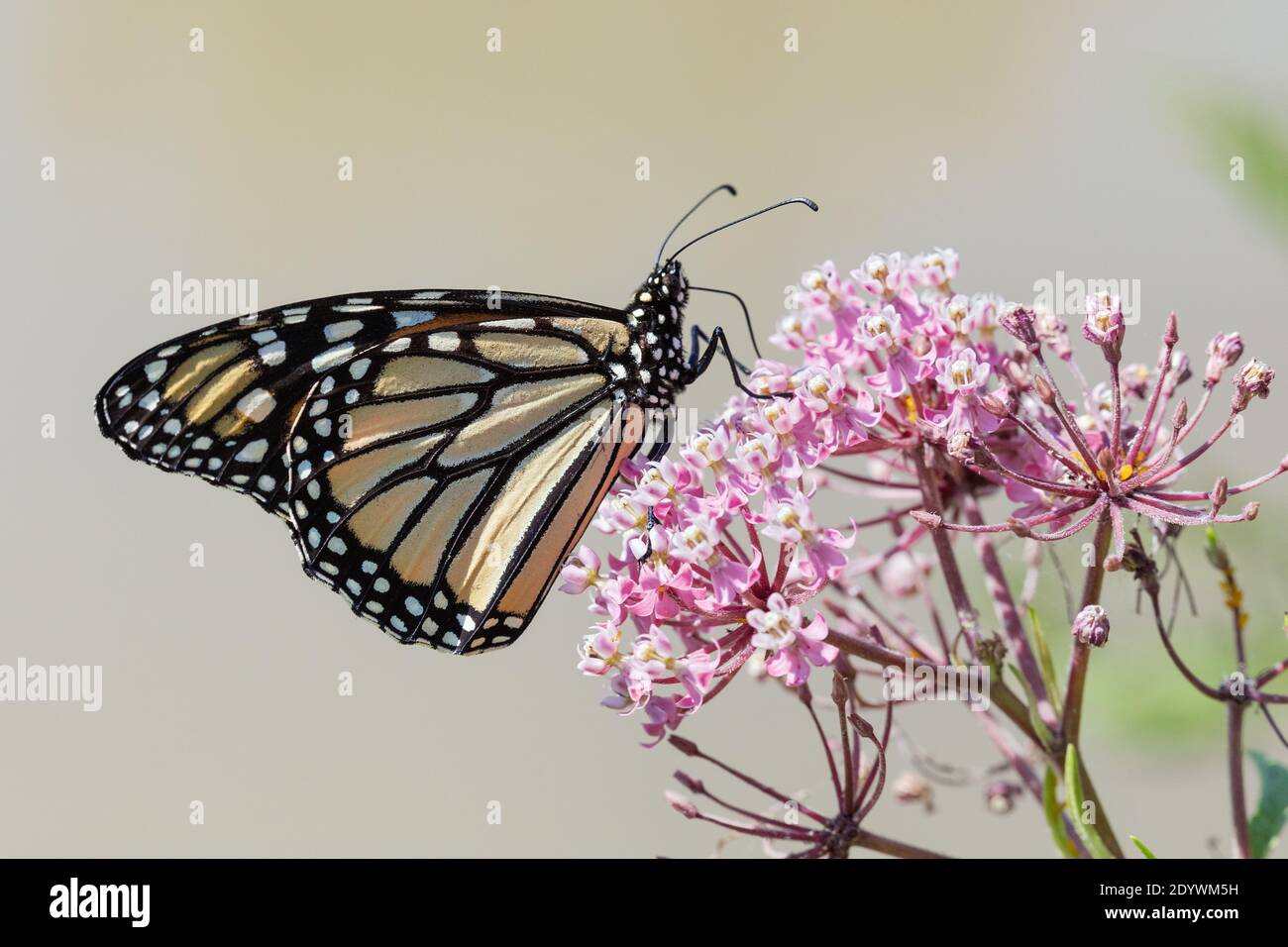 Monarch Schmetterling im Lee County Conservation Area in Montrose, Iowa Stockfoto