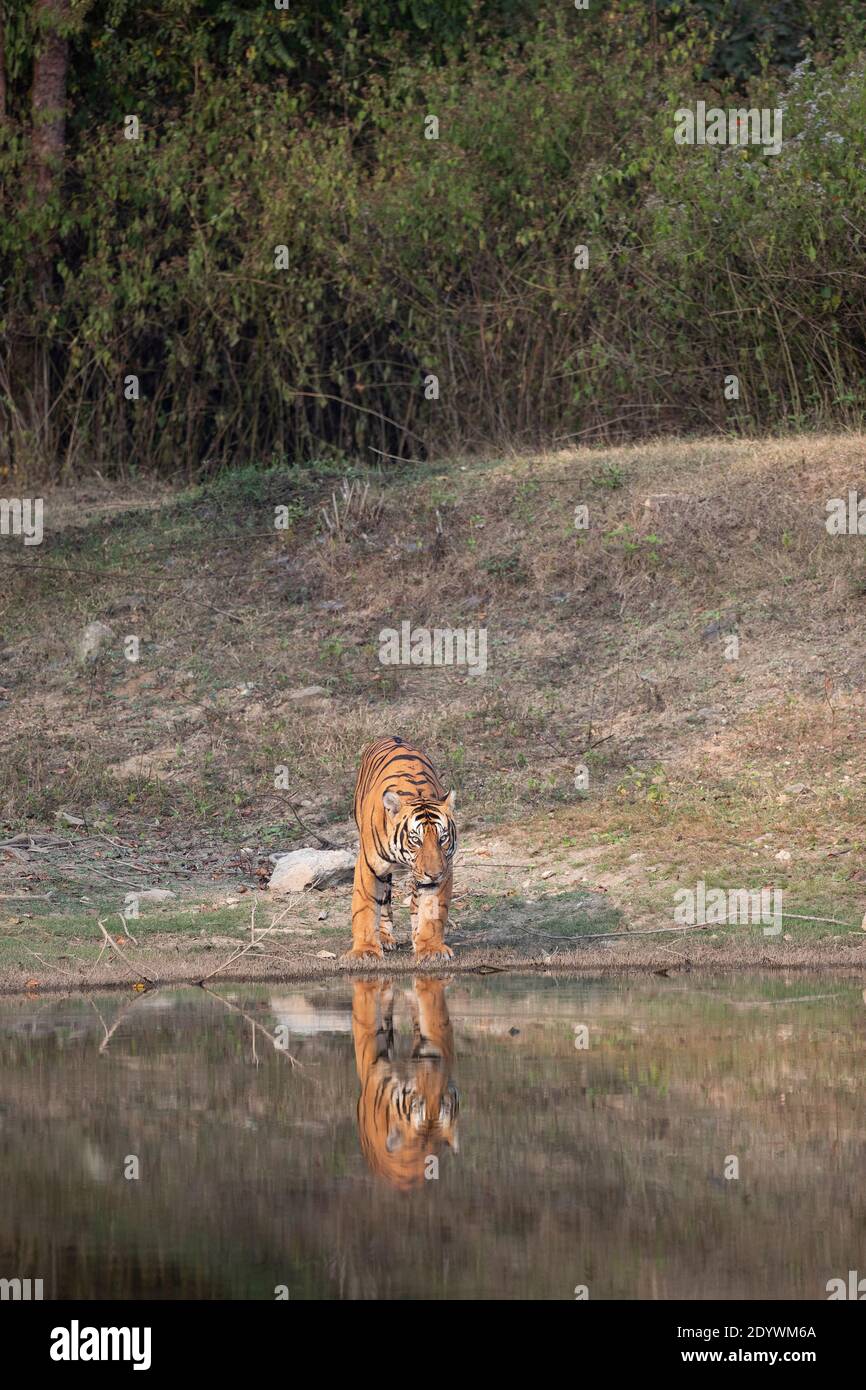 Ein Tiger an einem Wasserloch - Nagarhole National Park, Indien Stockfoto