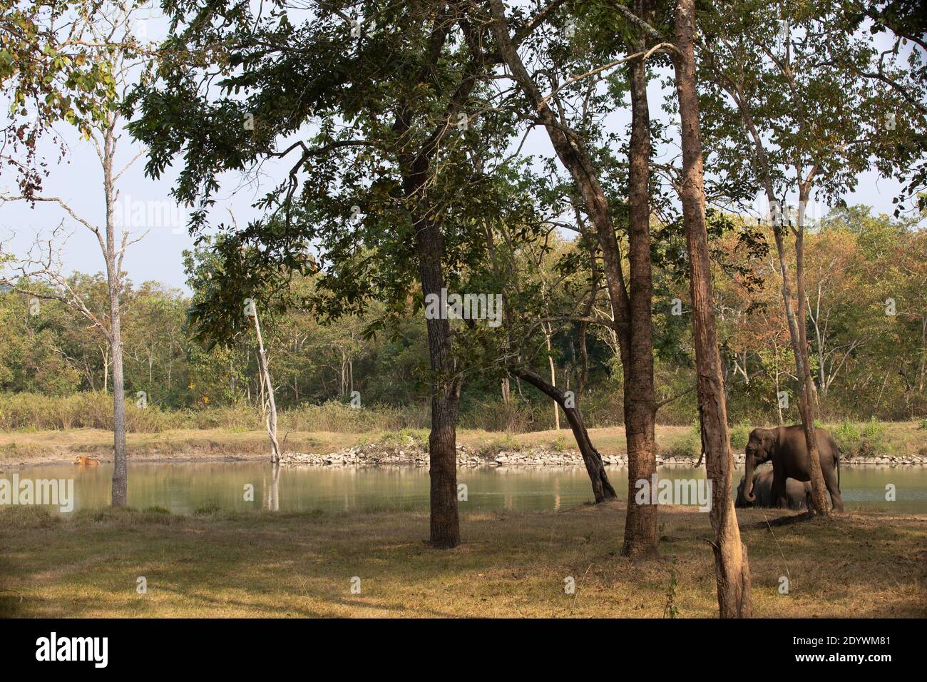 Ein Paar Elefanten und ein Tiger an einem Wasserloch Stockfoto