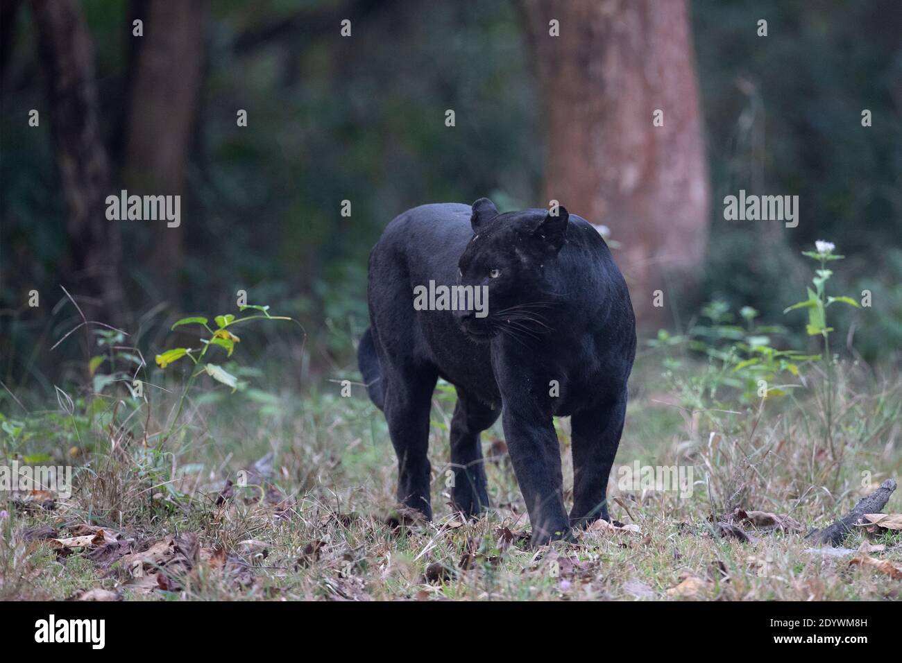 A Black Panther - Nagarhole National Park, Indien Stockfoto