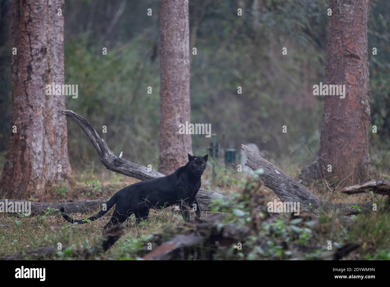 Ein schwarzer Panther auf der Suche - Nagarhole National Park, Indien Stockfoto
