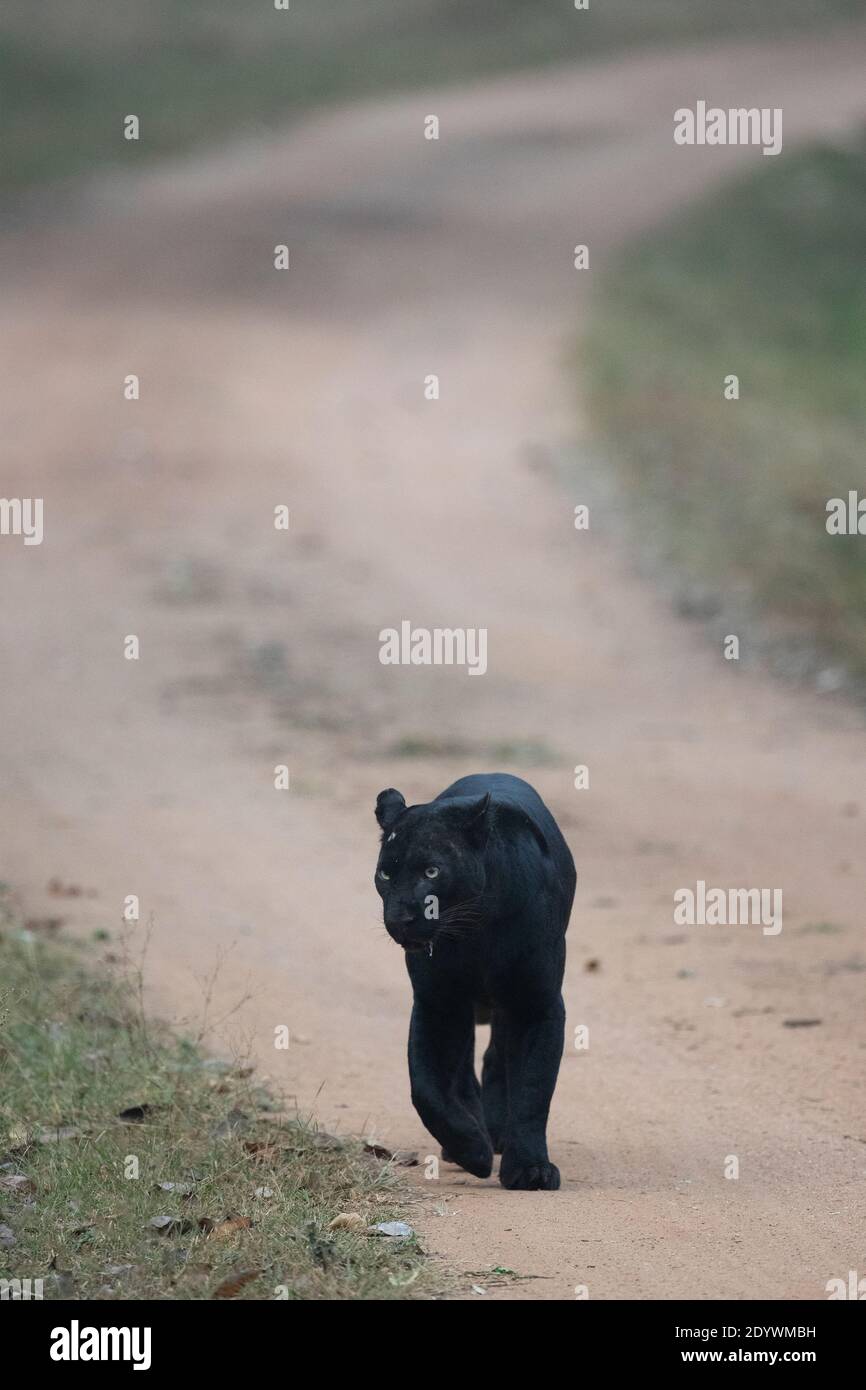 Ein schwarzer Panther, der einen Dschungelpfad hinunter läuft - Nagarhole National Park, Indien Stockfoto