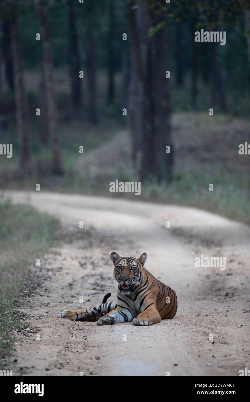 Ein junges Bengalen. Tiger sitzt in der Mitte eines Dschungelpfades - Nagarhole National Park, Indien Stockfoto
