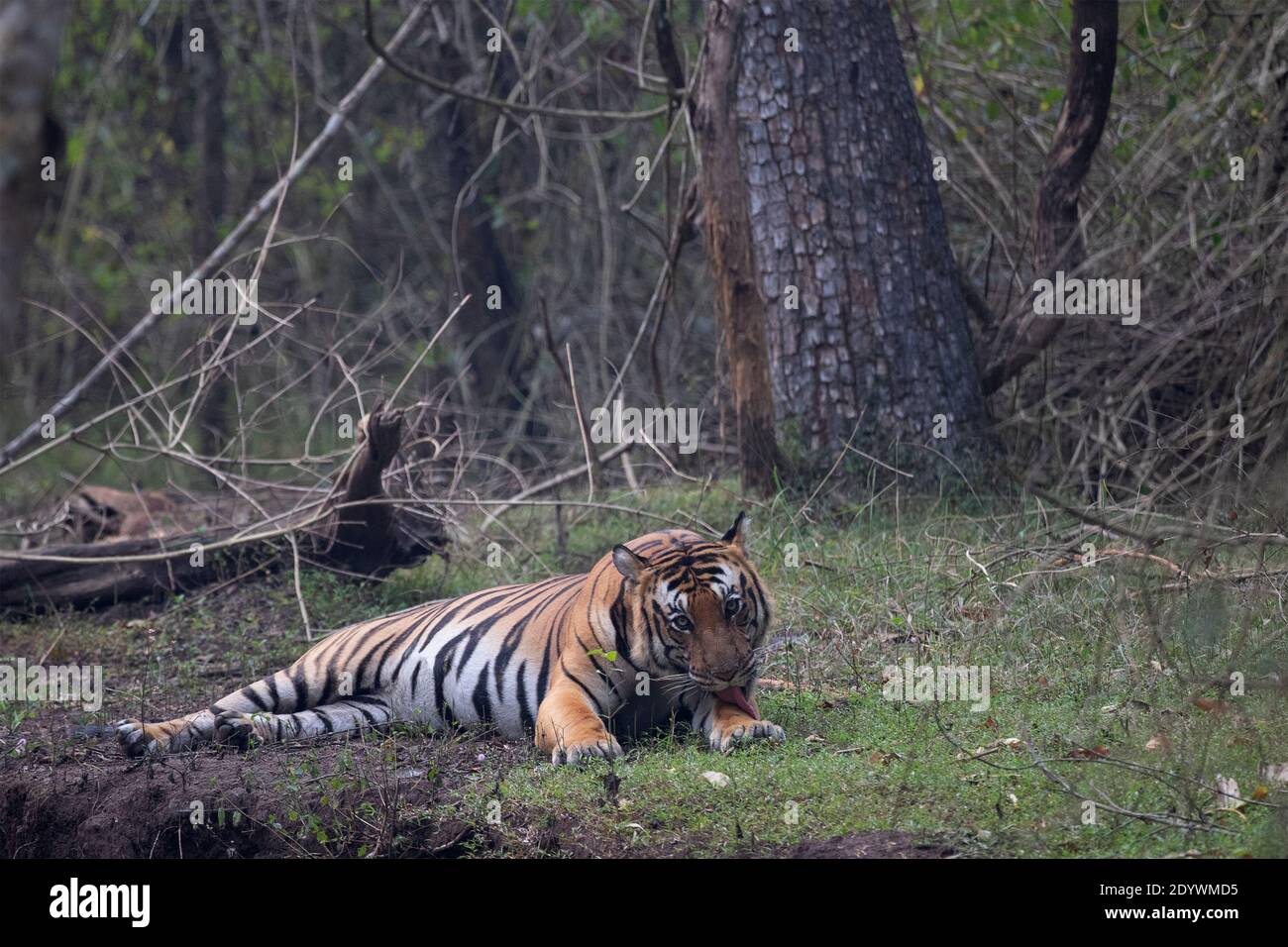 Ein großer männlicher Bengal Tiger, der sich selbst reinigt - Nagarhole National Park, Indien Stockfoto