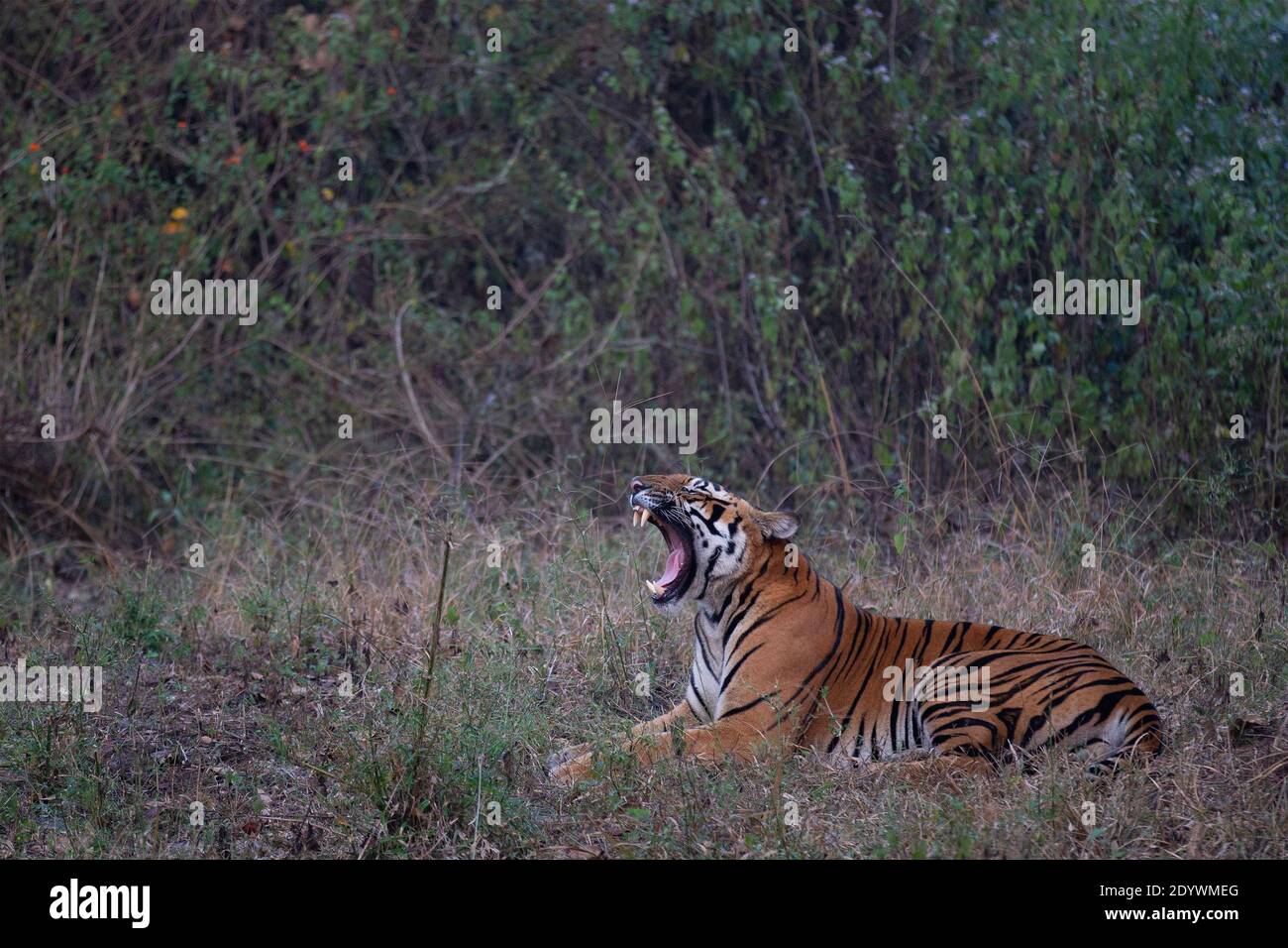 Ein bengalischer Tiger gähnt - Nagarhole National Park, Indien Stockfoto