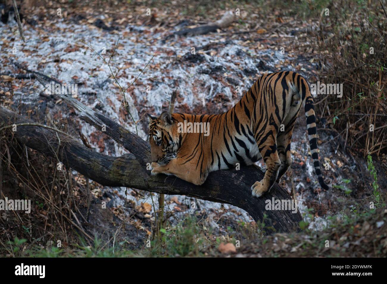 Ein junger bengalischer Tiger auf einem umgestürzten Baum - Nagarhole National Park, Indien Stockfoto