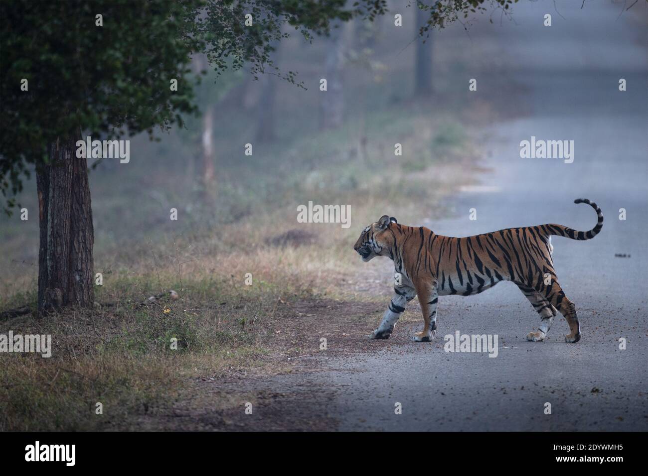 Ein junger bengalischer Tiger - Nagarhole National Park, Indien Stockfoto