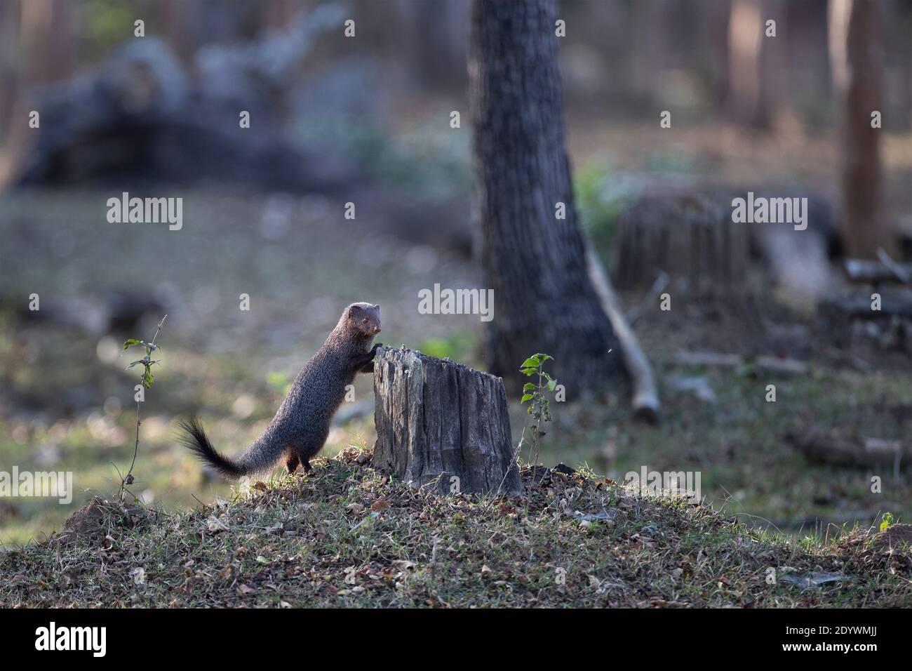 Ruddy Mongoose - Nagarhole National Park, Indien Stockfoto