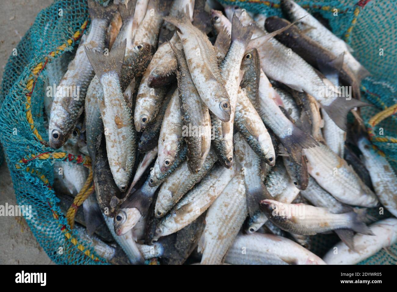 Tote Fische im Netz Stockfoto