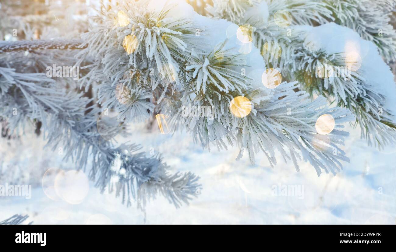 Gefrorener Kiefernzweig. Ein Baum, der in der extremen Kälte mit Eis bedeckt ist. Die Sonnenstrahlen beleuchten die Winterlandschaft. Stockfoto