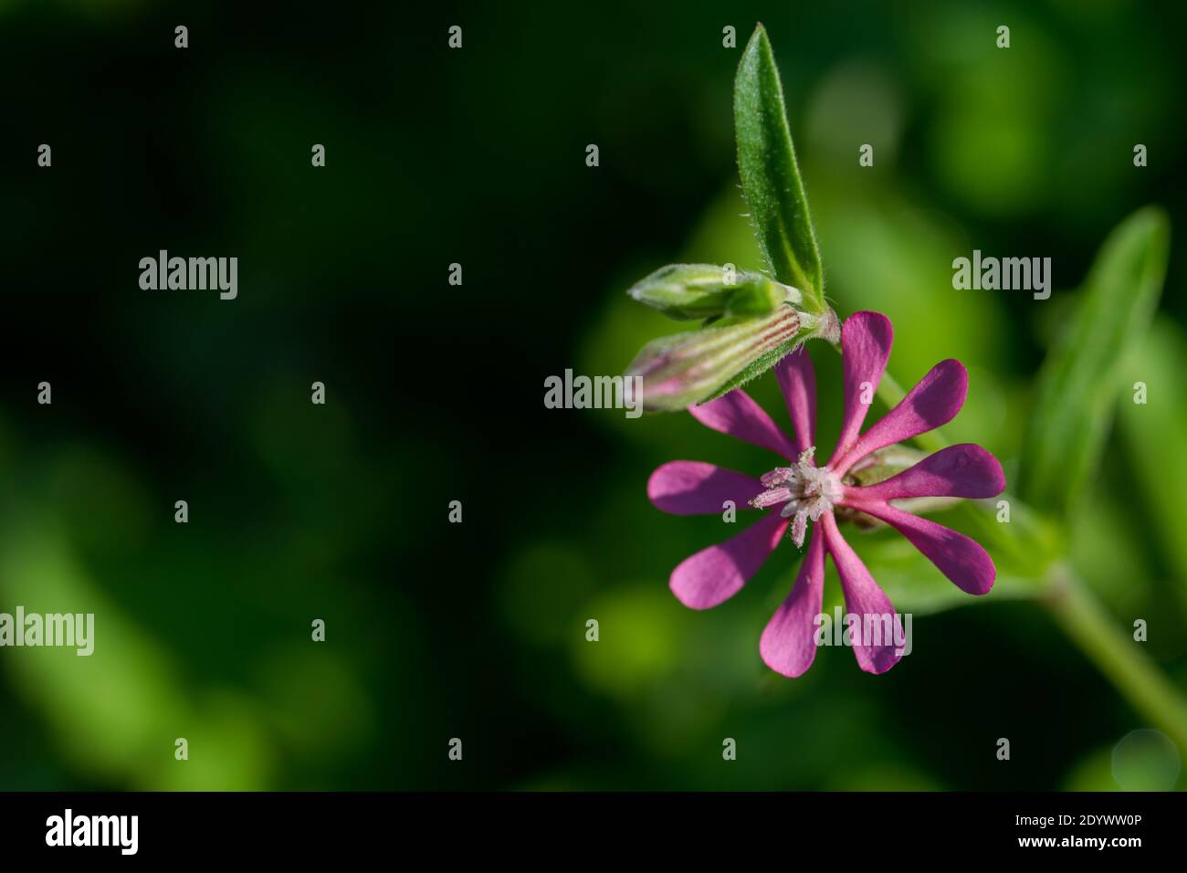 Shallow Focus Aufnahme der violetten Pirouette Blume (Silene Colorata) In der maltesischen Landschaft Stockfoto