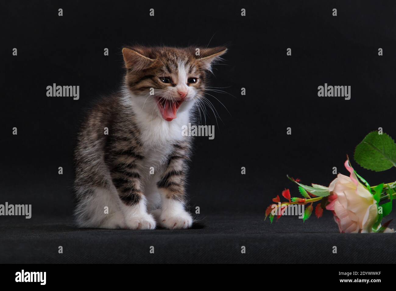 Grau weiß-breasted gestreiften Kätzchen schreien und zischen an unbekannten Gegenstand, rosa Rose Blume auf schwarzem Hintergrund im Studio drinnen Stockfoto