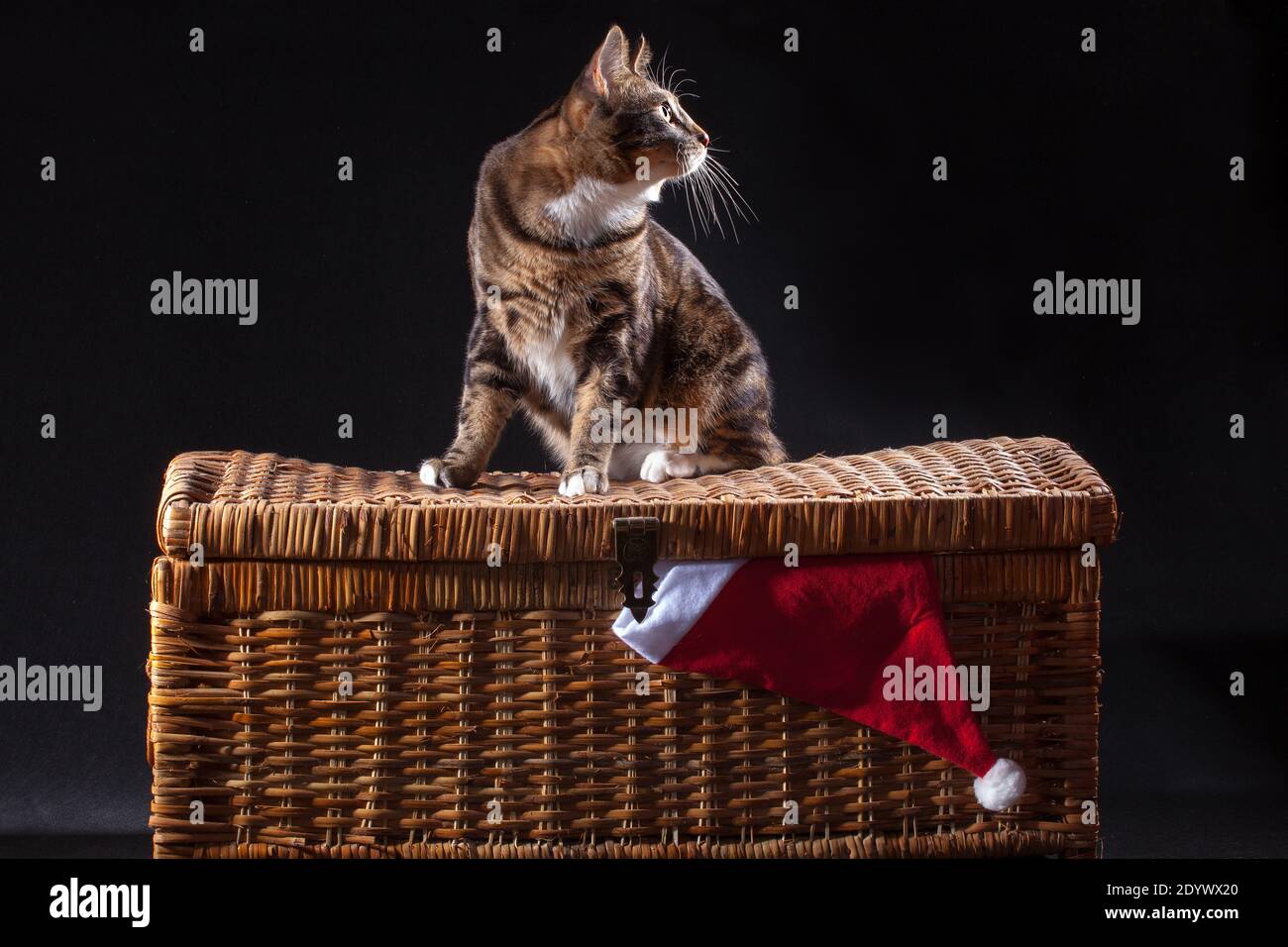 Grau-rot gestromt gepunktete Kurilian Bobtail Katze in rotem Hut sitzend An weihnachten Korbbrust auf grauem Hintergrund drinnen im Studio Stockfoto