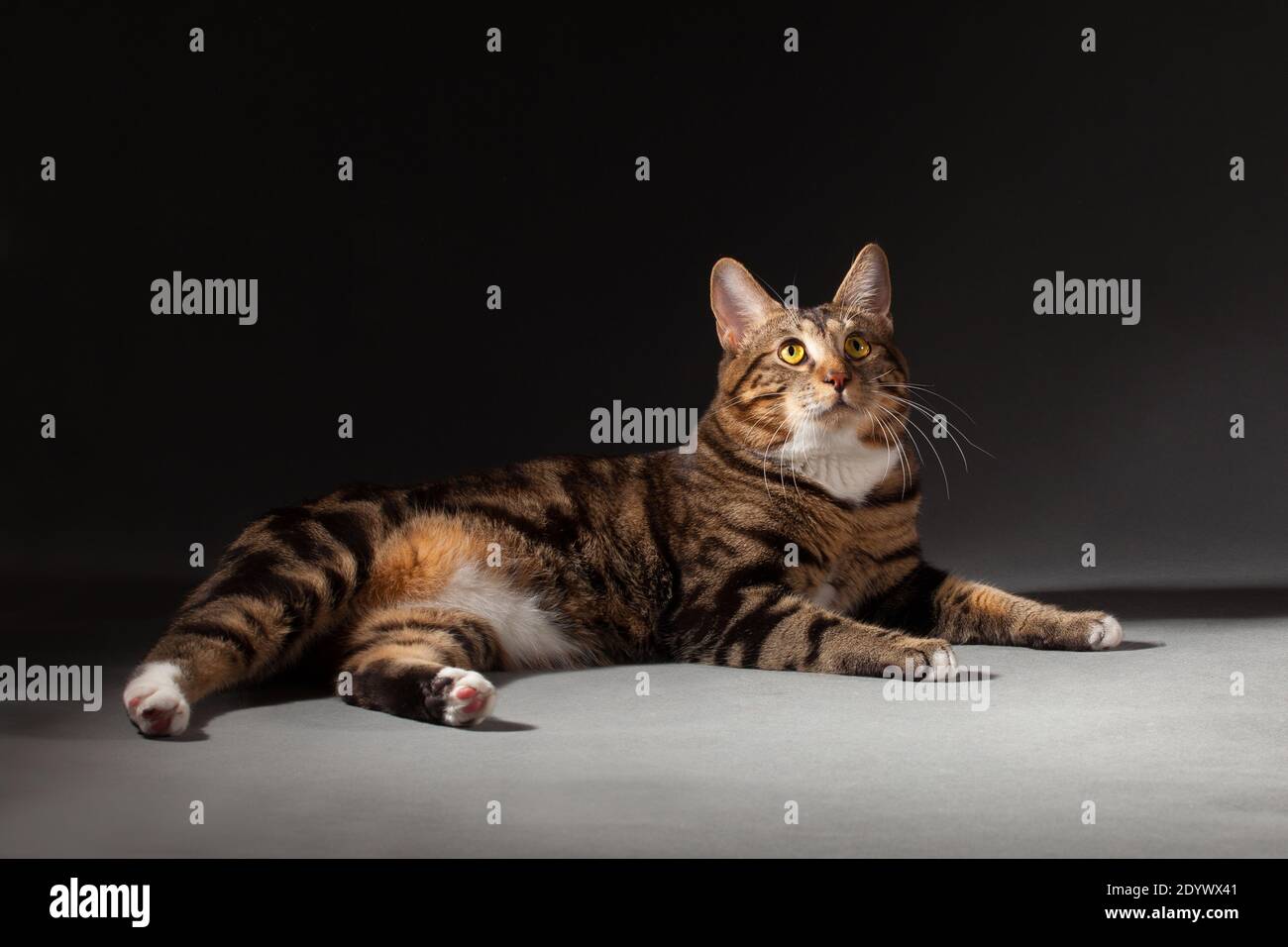 Grau-rot gestromt gefleckte Kurilian Bobtail Katze auf einem grauen Hintergrund drinnen im Studio Stockfoto