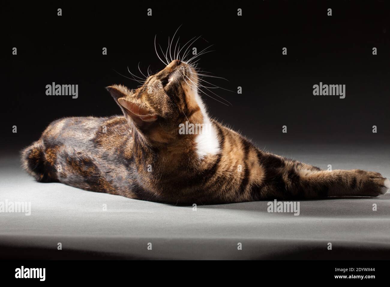 Grau-rot gestromt gefleckte Kurilian Bobtail Katze auf grauem Hintergrund Drinnen im Studio Stockfoto