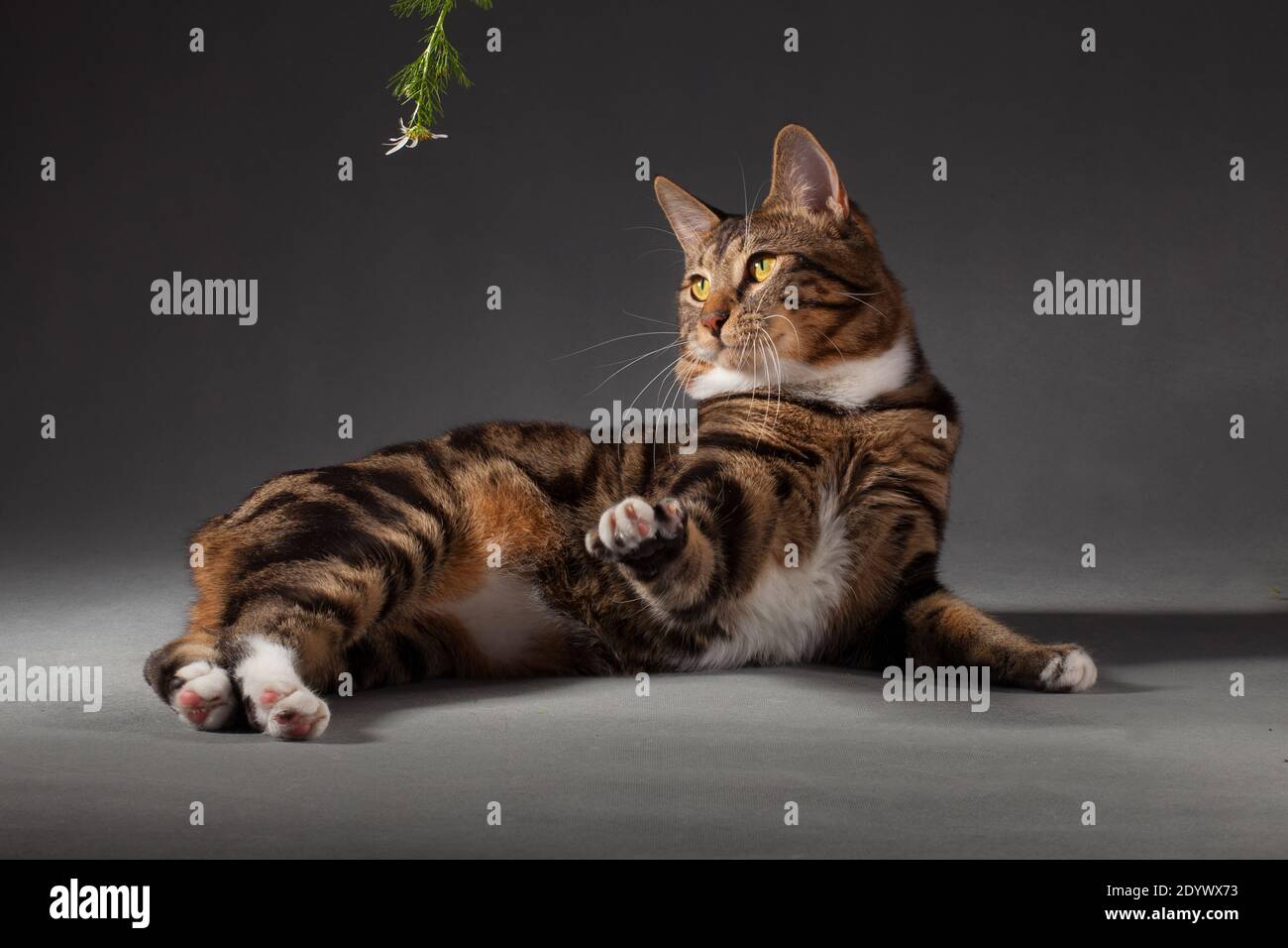 Grau-rot gestromt gefleckte Kurilian Bobtail Katze auf der Jagd auf eine Kamille Ein grauer Hintergrund im Studio Stockfoto