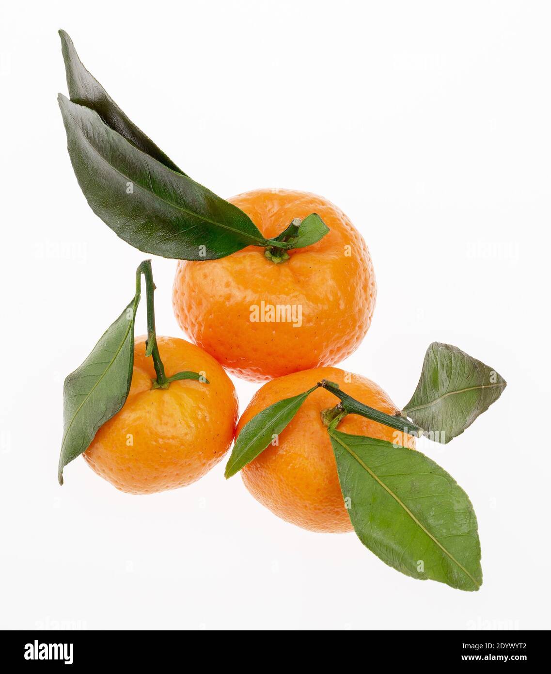 Drei frische und reife Mandarinen mit grünen Blättern auf hellem Hintergrund. Nahaufnahme des Bildes Stockfoto