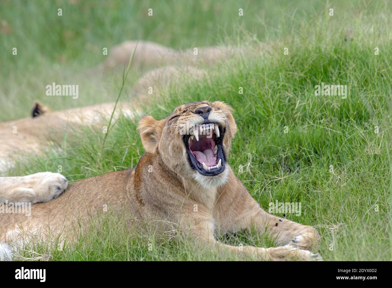 Afrikanische Löwin (Panthera leo). Ein großes Gähnen. Ein entspannendes Mitglied des ruhenden Stolzes. Dention und individuelle Zähne, perfekt in Form, Anzahl und Farbe Stockfoto