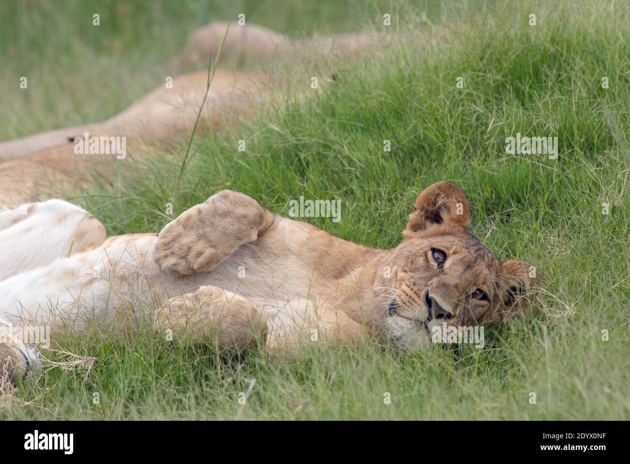Afrikanischer Löwe (Panthera leo). Liegend, entspannt unreif, juvenil, liegend an der Flanke, inmitten der Grünlandvegetation. Größenvergleich von großen Pfoten Kopf Stockfoto