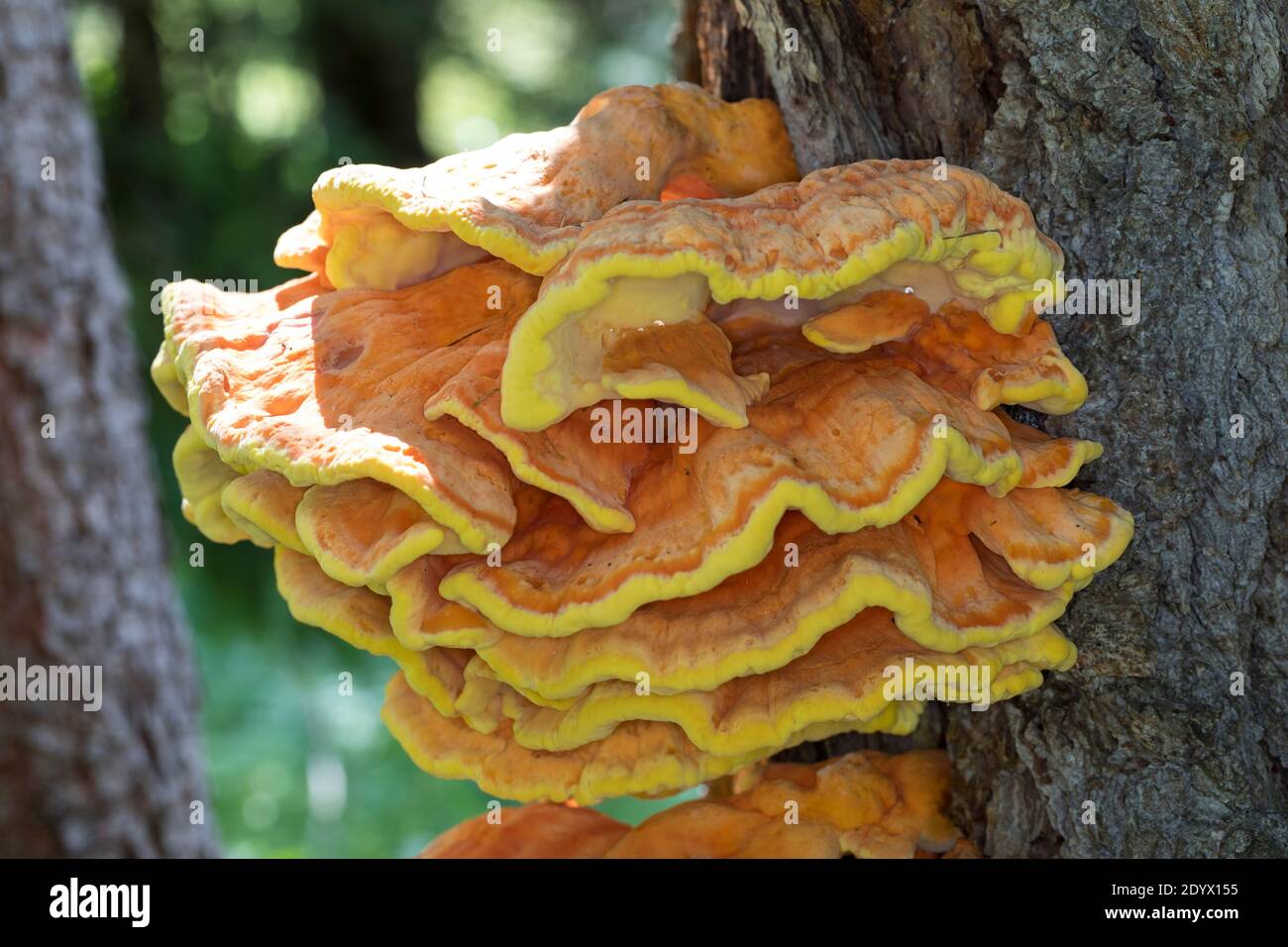 Schwefel-Porling, Schwefelporling, Schwefelporlinge, Gemeiner Schwefelporling, an einem Nadelbaumstamm, Porling, Laetiporus sulfureus, sulphur polypo Stockfoto