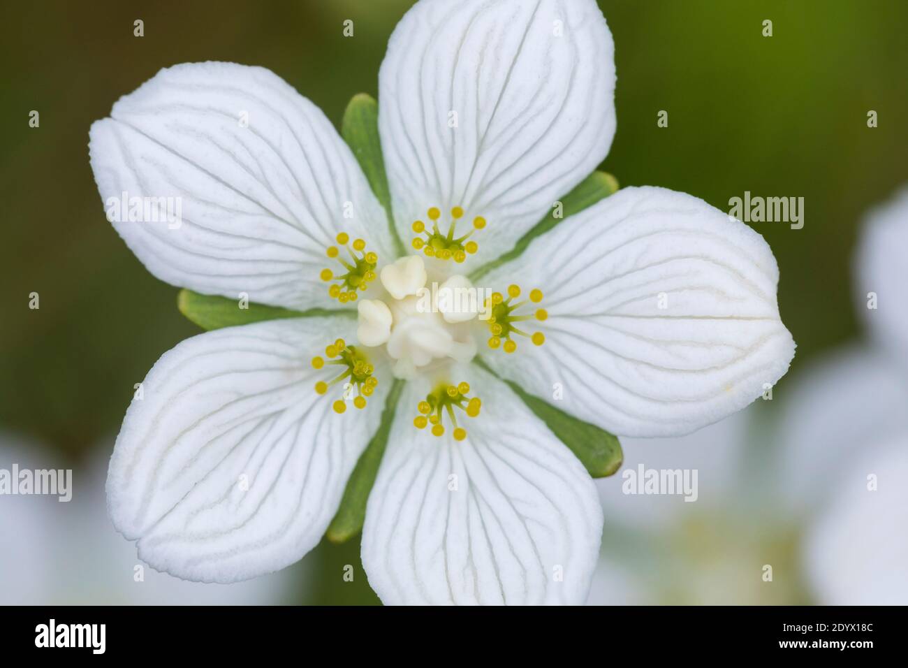 Sumpf-Herzblatt, sumpfherzblatt Parnassia palustris, Herzblatt,, Gras der Parnassus, Parnassie le Marais Stockfoto