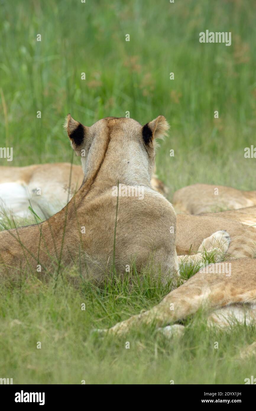 Löwin (Panthera leo). Mit Blick von der Kamera weg, mit Blick auf Kopf und Schultern, Wirbelstreifen, kontrastierende Markierungen auf der Rückseite der Ohren. Stockfoto