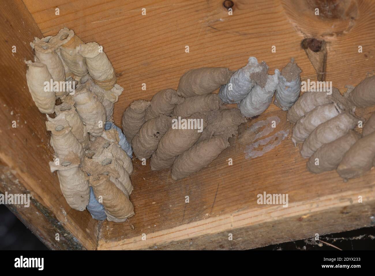 Orientalische Mauerwespe, Asiatische Lehmtopfwespe, Orientalische Mörtelwespe, Töpfergrabwespe, Indische Töpferwespe, Nest, Lehmnest, Brutzelle, Brutz Stockfoto