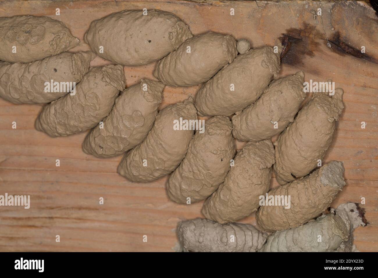 Orientalische Mauerwespe, Asiatische Lehmtopfwespe, Orientalische Mörtelwespe, Töpfergrabwespe, Indische Töpferwespe, Nest, Lehmnest, Brutzelle, Brutz Stockfoto
