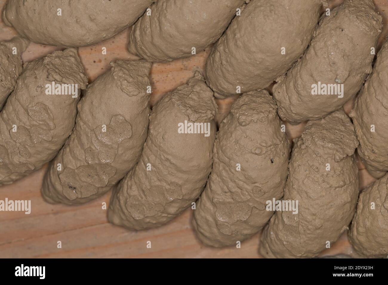 Orientalische Mauerwespe, Asiatische Lehmtopfwespe, Orientalische Mörtelwespe, Töpfergrabwespe, Indische Töpferwespe, Nest, Lehmnest, Brutzelle, Brutz Stockfoto
