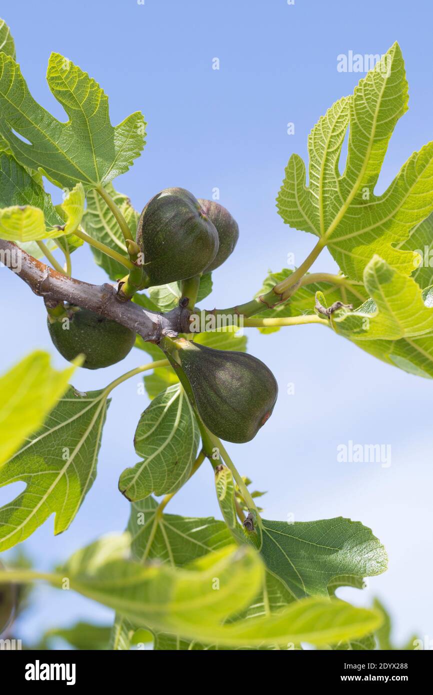 Feige Echte Feige Feigen Feigenbaum Feigenbl te Feigenbl ten feige-echte-feige-feigen-feigenbaum-feigenbl-te-feigenbl-ten