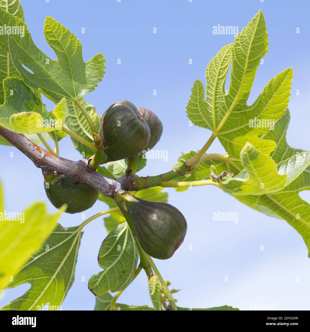 Feige, echte Feige, Feigen, Feigenbaum, Feigenblüte, Feigenblüten, Blüten, Blüten, Blütenstände, Blütenstand, Ficus carica, Feige, gemeine Feige, Figuier, F Stockfoto