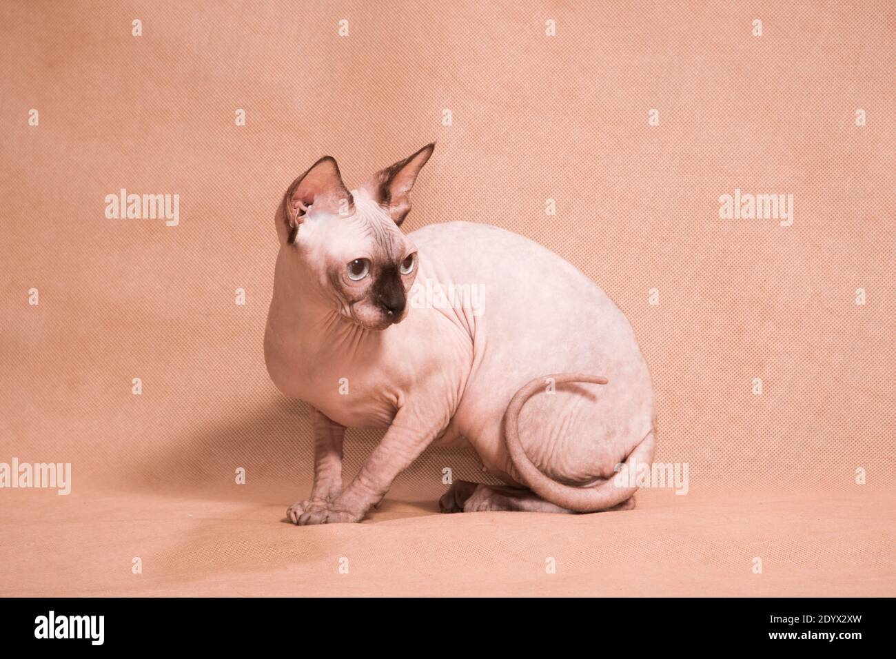 Haarlose sphynx Katze sitzend gewellt rund auf beigem Hintergrund in studio im Innenbereich Stockfoto