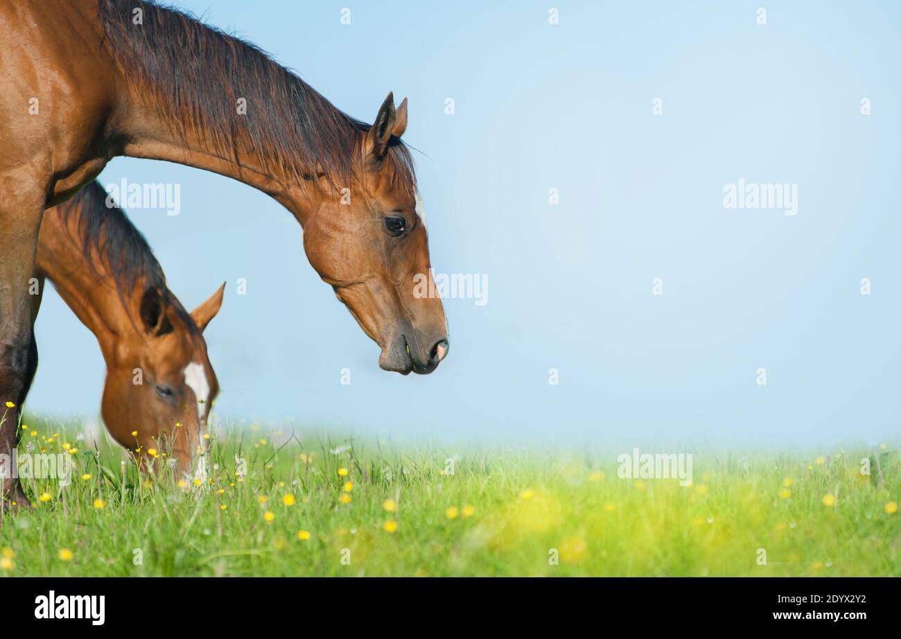 Junge reinrassige Pferde grasen im Sommer zusammen Stockfoto